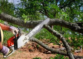 Best Tree Preservation Services  in Dawson, MN