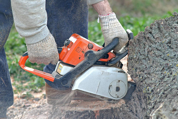 How Our Tree Care Process Works  in  Dawson, MN